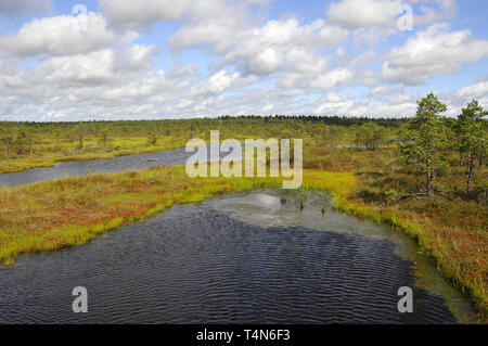 Soomaa Nationalpark, Estland. Soomaa Nemzeti Park, Észtország. Stockfoto