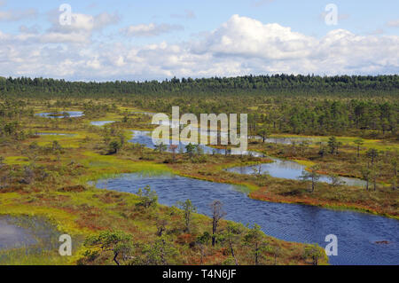 Soomaa Nationalpark, Estland. Soomaa Nemzeti Park, Észtország. Stockfoto