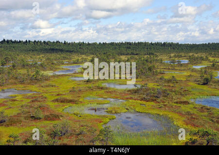 Soomaa Nationalpark, Estland. Soomaa Nemzeti Park, Észtország. Stockfoto