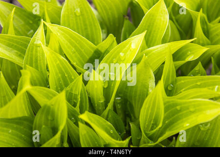 Grüne Blätter mit Regentropfen. Morgen Tau auf dem Gras. Wasser fällt auf das grüne Gras. Stockfoto