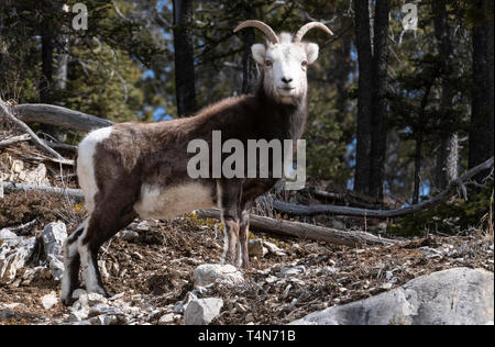 Nordamerika, Kanada, Britisch Kolumbien; Tierwelt; Berg Schafe; Stein Schaf, Ovis dalli stonei; Feder; Ewe Stockfoto