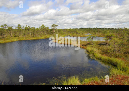 Soomaa Nationalpark, Estland. Soomaa Nemzeti Park, Észtország. Stockfoto