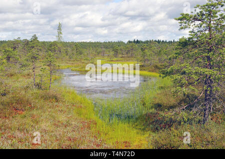 Soomaa Nationalpark, Estland. Soomaa Nemzeti Park, Észtország. Stockfoto