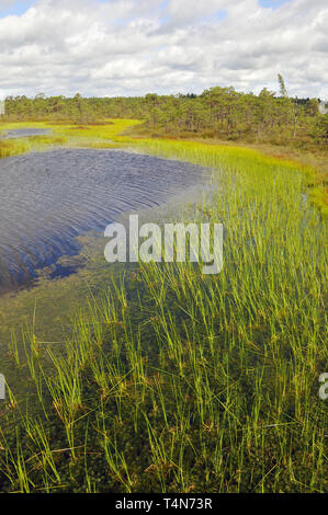 Soomaa Nationalpark, Estland. Soomaa Nemzeti Park, Észtország. Stockfoto