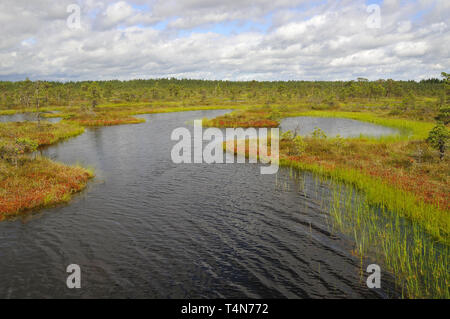 Soomaa Nationalpark, Estland. Soomaa Nemzeti Park, Észtország. Stockfoto