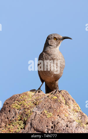 Nordamerika; USA; Arizona; Madera Canyon; Tierwelt; Vögel; Kurve-billed Thrasher; Toxostoma curvirostre. Stockfoto