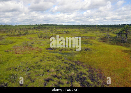 Soomaa Nationalpark, Estland. Soomaa Nemzeti Park, Észtország. Stockfoto