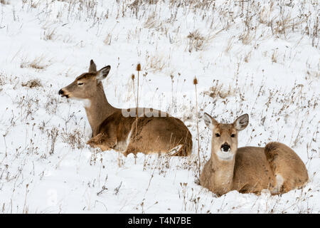 Nordamerika; USA; Montana; National Bison Range; Tierwelt; Säugetiere; Hirsch; Whitetail Deer; Odocoileus virginianus; Doe und Fawn Stockfoto