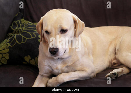 Hund sitzt zu Hause. Gelben Labrador Retriever Hund mit im Bett. Einen schönen Hund genießt auf dem Bett, im Wohnzimmer. Reizenden Hund, cute doggy. Stockfoto