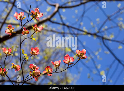 Rosa hartriegel Blüte leuchtet im North Carolina Wald. Stockfoto