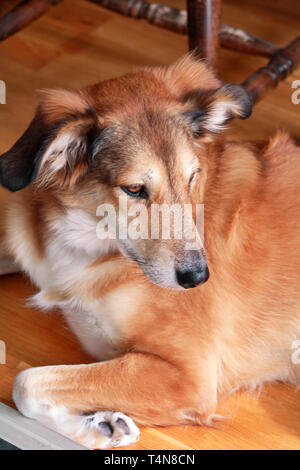 Portrait von collie Hund. Rough collie Hund liegend auf Holzboden genießt und sich auszuruhen. Schönen niedlichen Hund, hübsch, pet-Konzept, Haustier. Haustier zu Hause. Stockfoto
