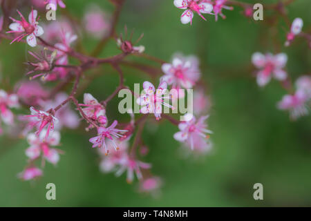 Makro Fotografie. Drei Bilder in einem Foto gestapelt. Sehr kleine Aster Blumen in einem Garten, Limmen, Niederlande Stockfoto