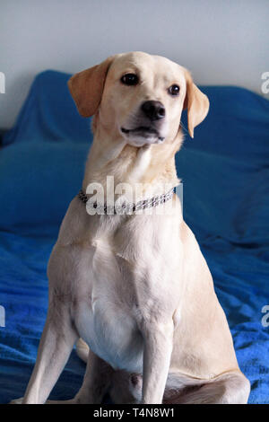 Hund sitzt zu Hause. Foto von gelben Labrador Retriever Hund posiert und das Sitzen auf dem Bett für Foto schießen. Portrait von süßen Labrador, genießen. Stockfoto
