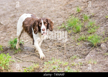 Eine Leber und weißen Springer Spaniel mit schlammigen Füßen ist auf einem niedrigen schlammigen Bank suchen die Kamera und die Vergangenheit Stockfoto