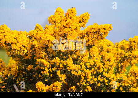 Gorse ‎Ulex europaeus in voller Blüte Stockfoto