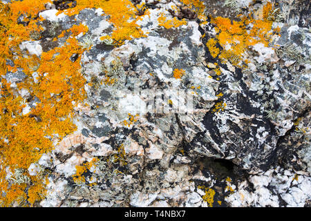 Flechten auf Felsen an der Küste in St. Ives, Cornwall, UK. Stockfoto