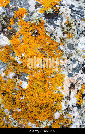 Flechten auf Felsen an der Küste in St. Ives, Cornwall, UK. Stockfoto