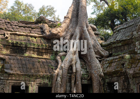 Ta Prohm Tempel: Abb. strangler Baum wächst auf dem Dach von Ta Prohm Tempel in der Nähe des Banteay Gruppe in Angkor, Kambodscha Stockfoto