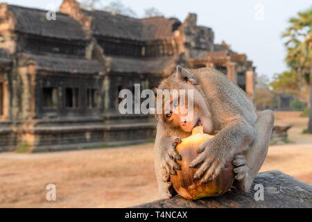 Long-tailed macaque besetzt Essen eine Kokosnuss auf einer Wand an der Tempel Angkor Wat in Kambodscha sitzen Stockfoto