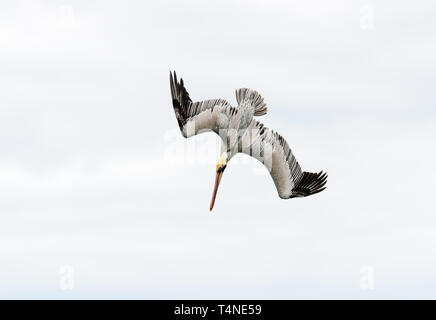 Pelikan tauchen Fliegen ist ein Pelikan Fliegen und Tauchen über den Ozean mit Flügel ausbreiten. Stockfoto