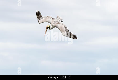 Pelikan tauchen Fliegen ist ein Pelikan Fliegen und Tauchen über den Ozean mit Flügel ausbreiten. Stockfoto