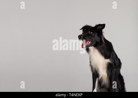 Closeup Portrait von adorable erstaunt reinrassigen Border Collie Hund zur Seite Suchen hält den Mund offen Staunen isoliert über graue Wand Hintergrund mit Stockfoto