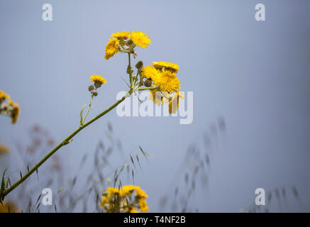 Flora von Gran Canaria - Sonchus acaulis Blumen gegen bewölkt Hintergrund Stockfoto