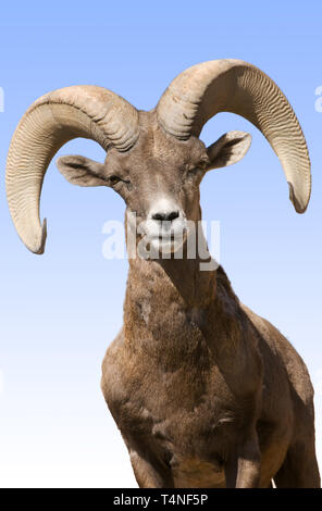 Nordamerika; USA; Arizona; Sonoran Wüste; Tierwelt; Säugetiere; Desert Bighorn Schaf, Ovis Mexicana; Ram. Stockfoto