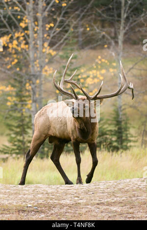 Nordamerika, Kanada, Alberta, Banff National Park; Tierwelt; Säugetiere; Rocky Mountain Elk; Cervus elaphus; Herbst; Stier; Schneesturm. Stockfoto