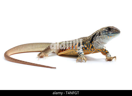 Schmetterling Agama Lizard isoliert auf weißem Hintergrund Stockfoto