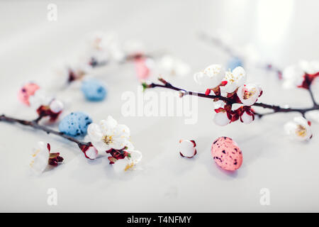 Ostern Hintergrund. Aprikose Blüte mit Wachteleier. Frühling Urlaub Dekoration mit Blumen Stockfoto