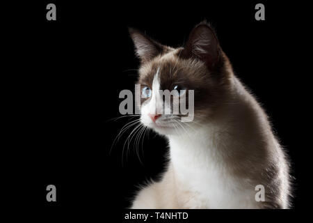 Schneeschuh Katze Portrait, isoliert auf Schwarz Stockfoto