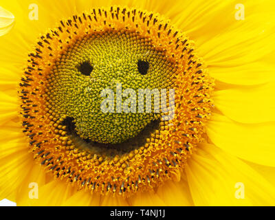 Sonnenblumen auf dem Feld - lächelndes Gesicht Stockfoto