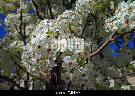 Die Blütezeit der Feder (Pyrus calleryana "chanticleer") Stockfoto