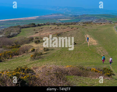 Die South West Coastal Path in der Nähe von West Bexington Dorset Anfang April Stockfoto