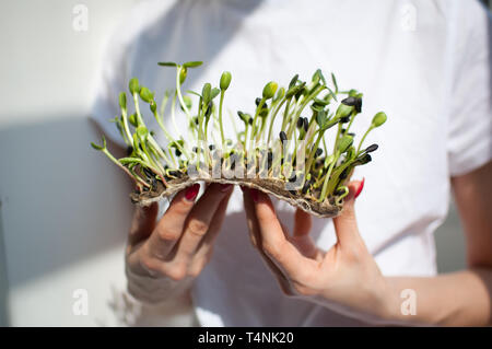 Weibliche Modell hält ein Stück rohes Gekeimtes microgreens auf Ihr weißes Hemd Hintergrund. Gesicht ist nicht sichtbar. Gesunde Ernährung, Landwirtschaft zu Hause, Diät Stockfoto