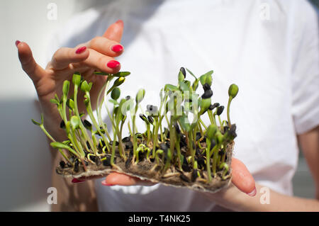 Weibliche Modell hält ein Stück rohes Gekeimtes microgreens auf Ihr weißes Hemd Hintergrund. Gesicht ist nicht sichtbar, eine Frau berührt eine frische Triebe von s Stockfoto