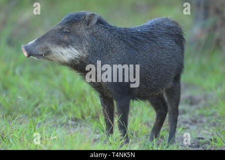 Weiß-lippigen Peccary (Tayassu pecari) im Pantanal Stockfoto