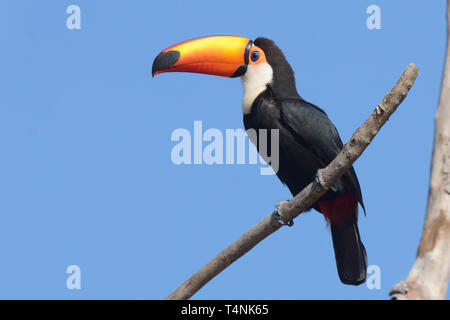 Riesentukan (Ramphastos toco) im Pantanal Stockfoto