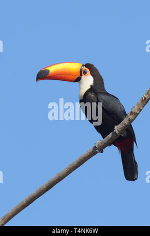 Riesentukan (Ramphastos toco) im Pantanal Stockfoto