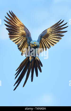 Seltene Hyazinthara (Anodorhynchus hyacinthinus) fliegen im Pantanal Stockfoto