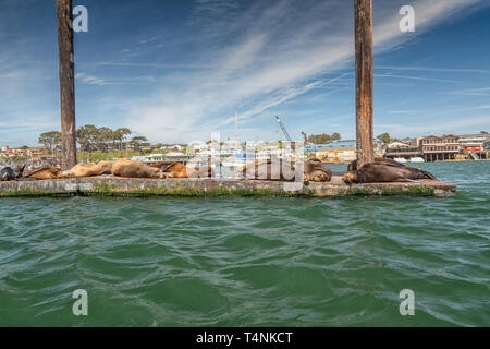 Dichtungen am Morro Bay, Kalifornien Stockfoto