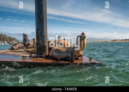 Dichtungen am Morro Bay, Kalifornien Stockfoto