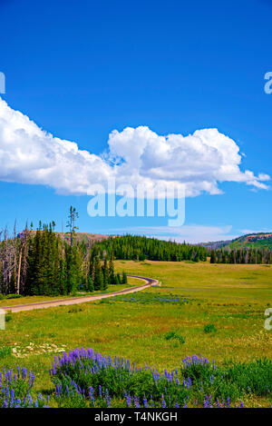 Frühling lila Blumen, grünen Wald und Felder jenseits unter blauem Himmel mit flauschigen weissen Wolken. Ein Land Straße führt durch das vgreen Valle. Stockfoto