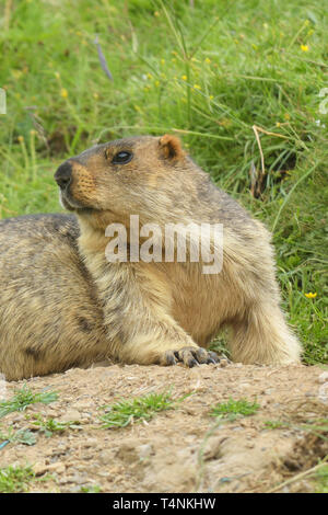 Himalayan Murmeltier (Marmota himalayana) am Eingang zum Fuchsbau in Tibet Stockfoto