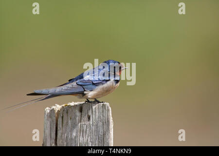 Rauchschwalbe, Hirundo rustica, Alleinstehenden thront auf Zaunpfosten. Minsmere, Suffolk, Großbritannien. Stockfoto