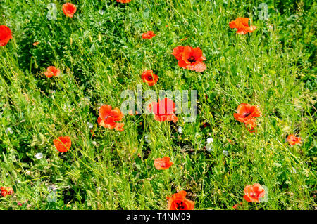 Scarlet Mohn vor dem hintergrund der grünen Gras. Konzentrieren Sie sich auf die Blume. Geringe Tiefenschärfe. Stockfoto