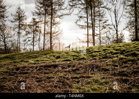 Weibliche Fasan stand auf einem mit Gras bewachsenen Hügel mit Bäumen und Bracken in goldenes Sonnenlicht - Jagd, Schießen UK Feder Stockfoto