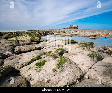 Riesige Algen bedeckten Felsen am Strand mit ein altes Fort in der Ferne Stockfoto