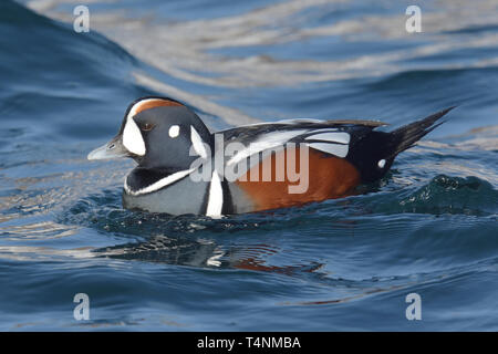 Männliche Harlequin Duck (Histrionicus histrionicus) im Pazifik. Stockfoto